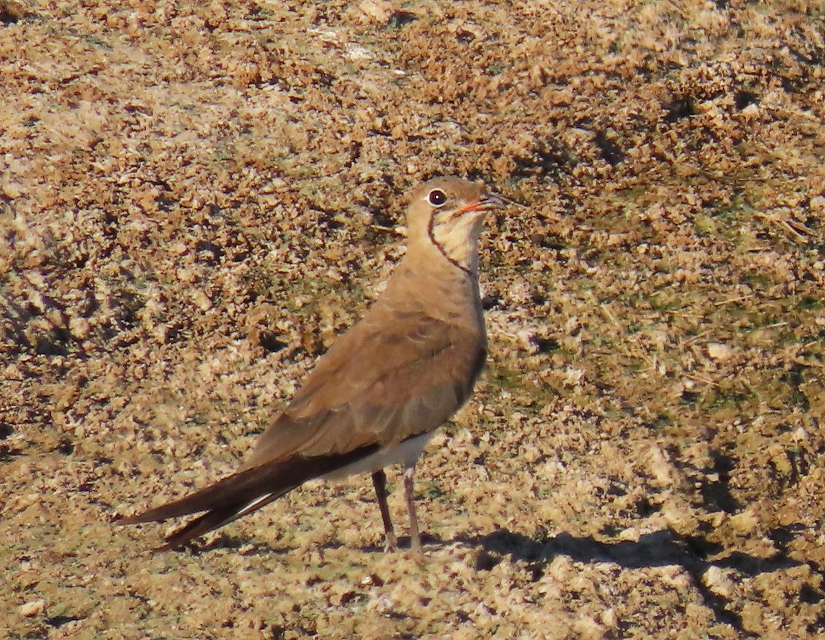 Collared Pratincole - ML622056024