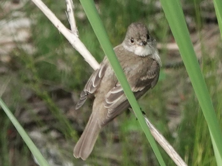 Willow Flycatcher - ML622056025