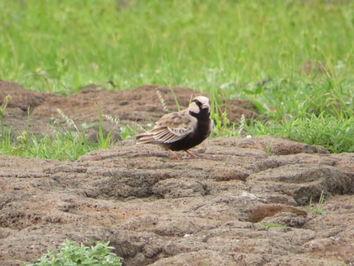 Ashy-crowned Sparrow-Lark - ML622056026