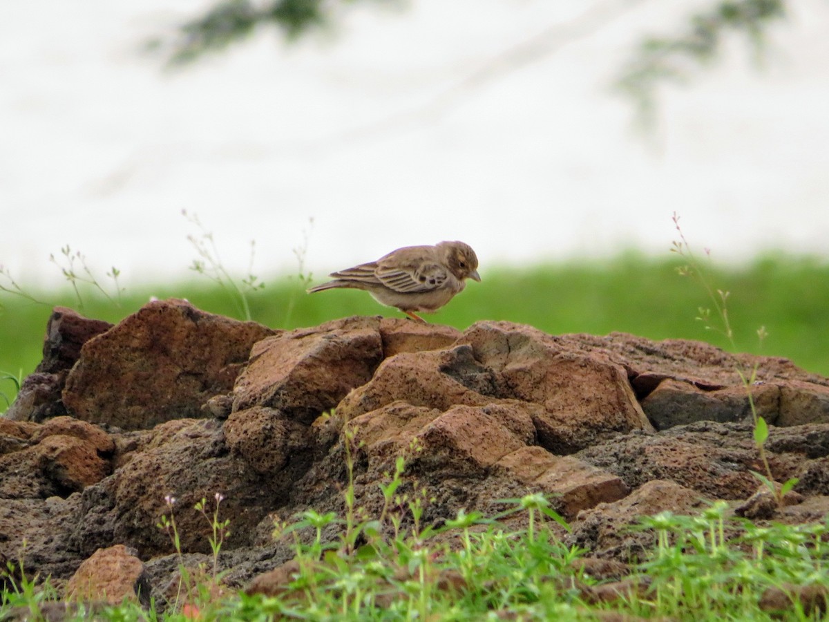 Ashy-crowned Sparrow-Lark - ML622056027