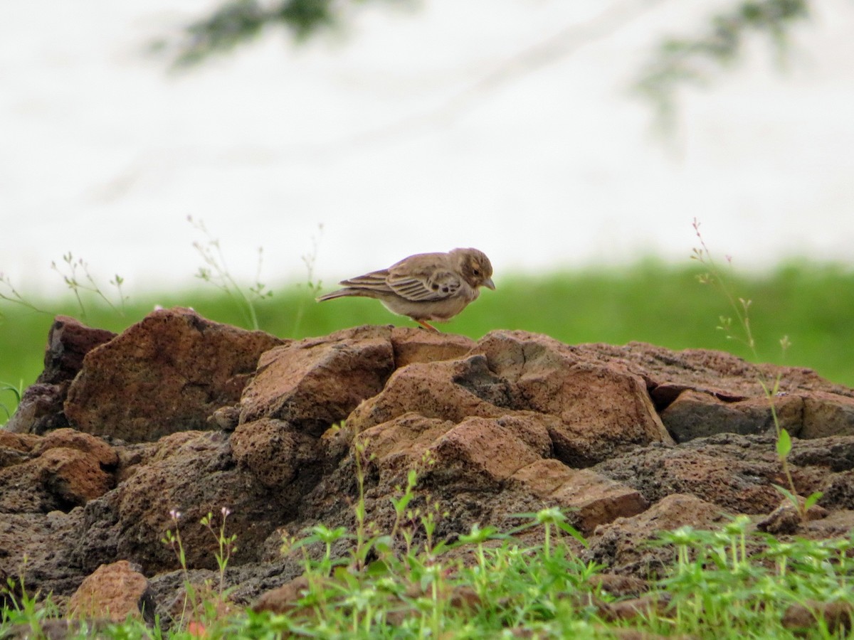 Ashy-crowned Sparrow-Lark - Mahmadanesh Khira