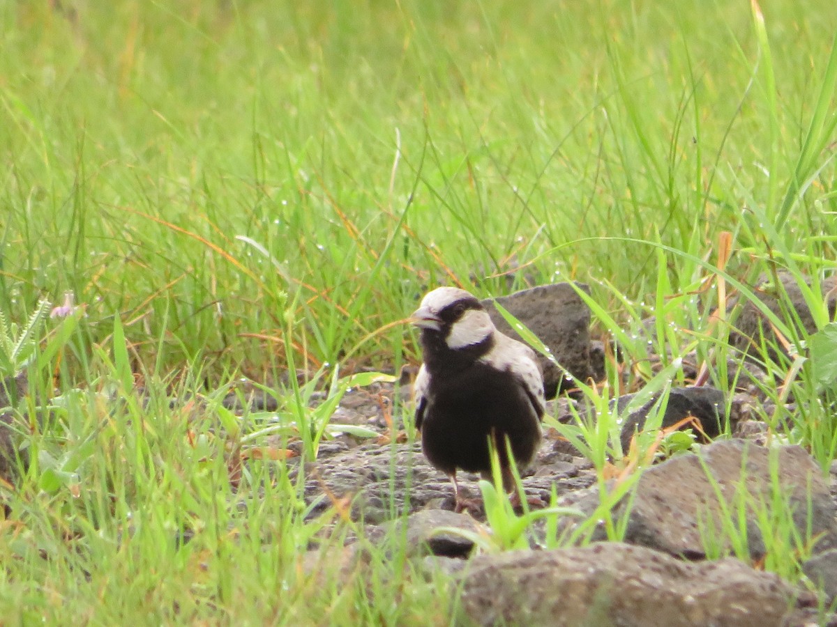 Ashy-crowned Sparrow-Lark - ML622056028