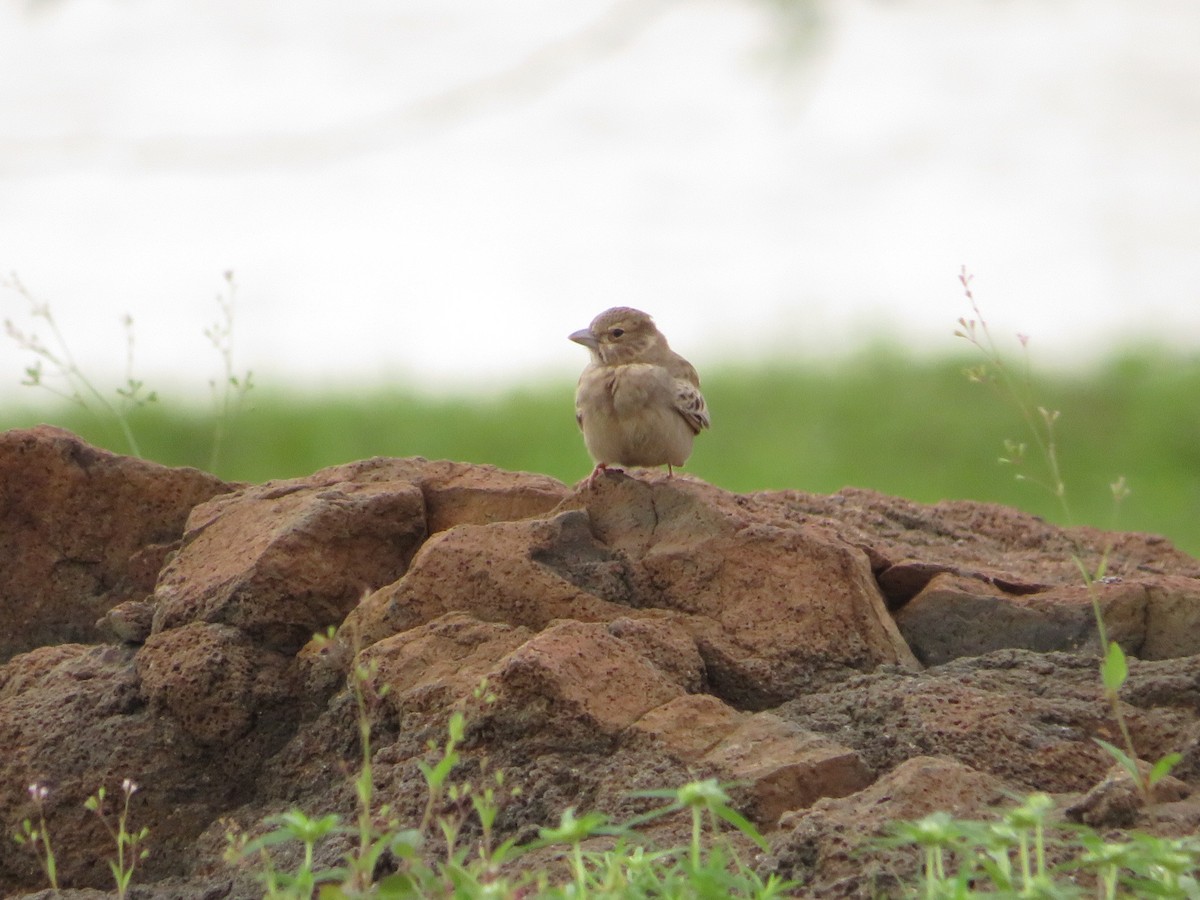 Ashy-crowned Sparrow-Lark - ML622056029