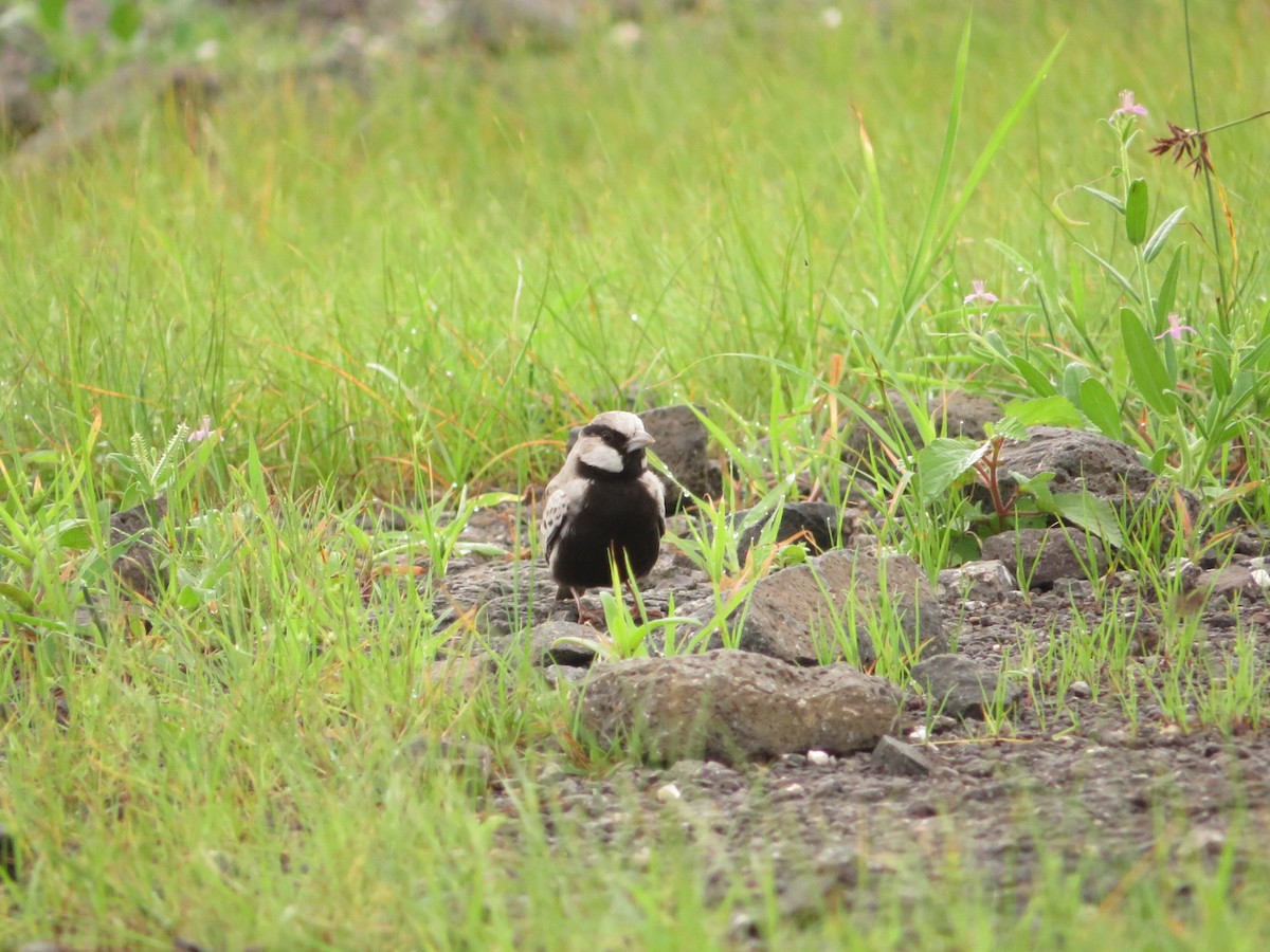 Ashy-crowned Sparrow-Lark - ML622056030