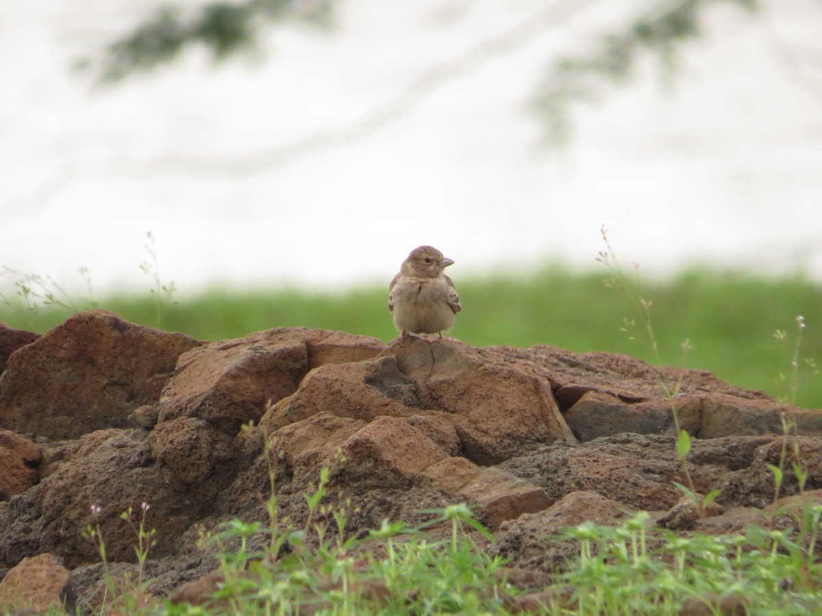 Ashy-crowned Sparrow-Lark - ML622056031