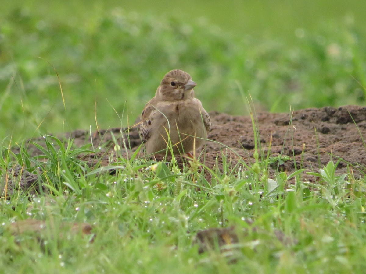 Ashy-crowned Sparrow-Lark - ML622056032