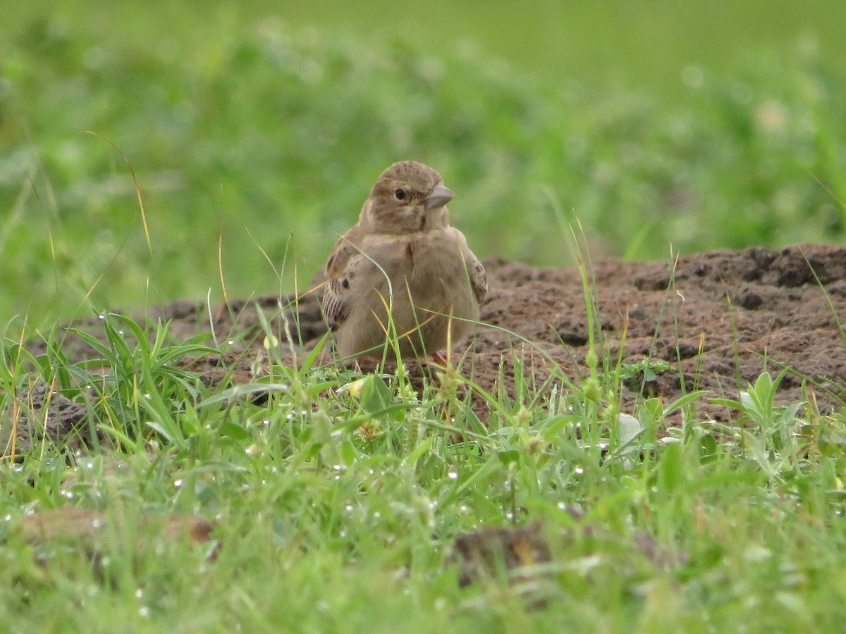 Ashy-crowned Sparrow-Lark - Mahmadanesh Khira