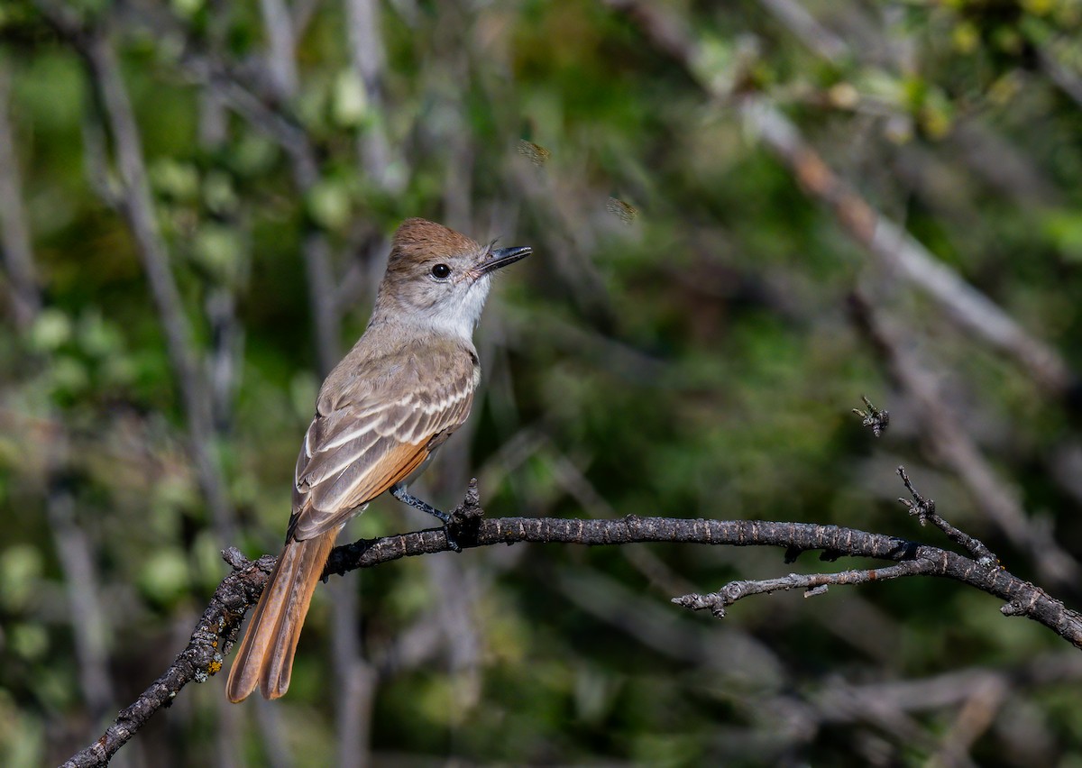 Ash-throated Flycatcher - ML622056033