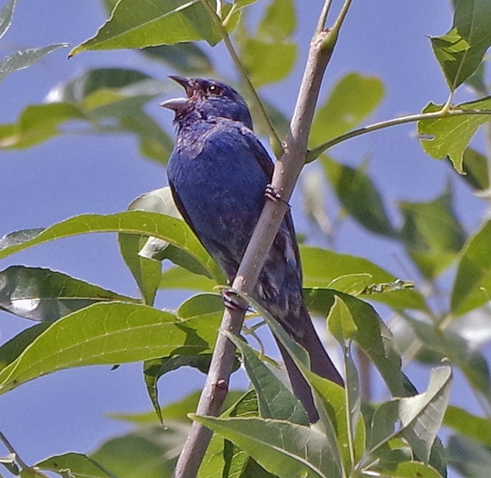 Indigo Bunting - ML622056034