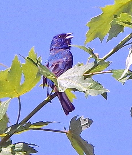 Indigo Bunting - ML622056035