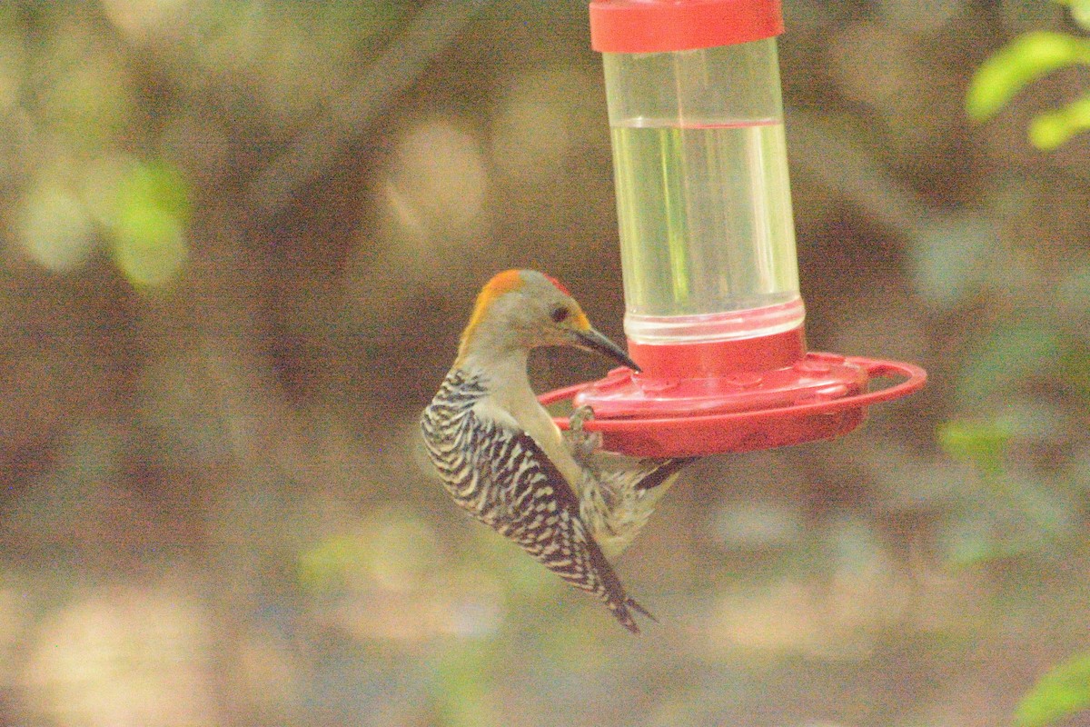 Golden-fronted Woodpecker - ML622056040