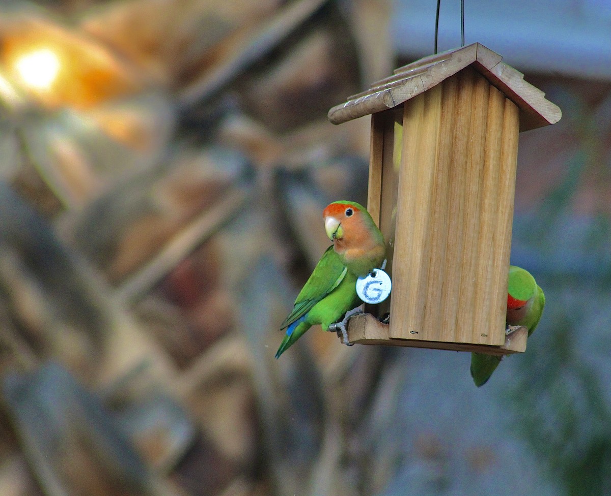 Rosy-faced Lovebird - ML622056043