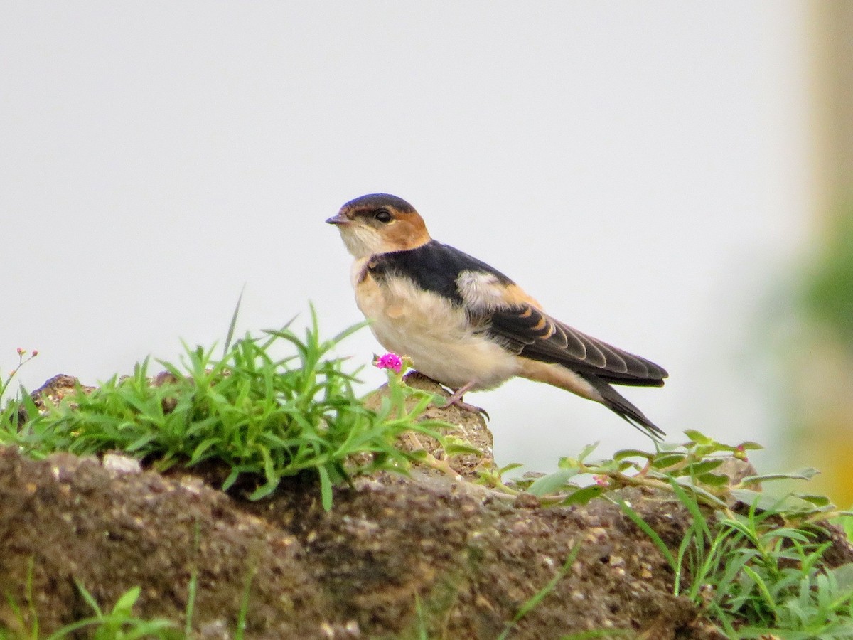 Red-rumped Swallow - ML622056048