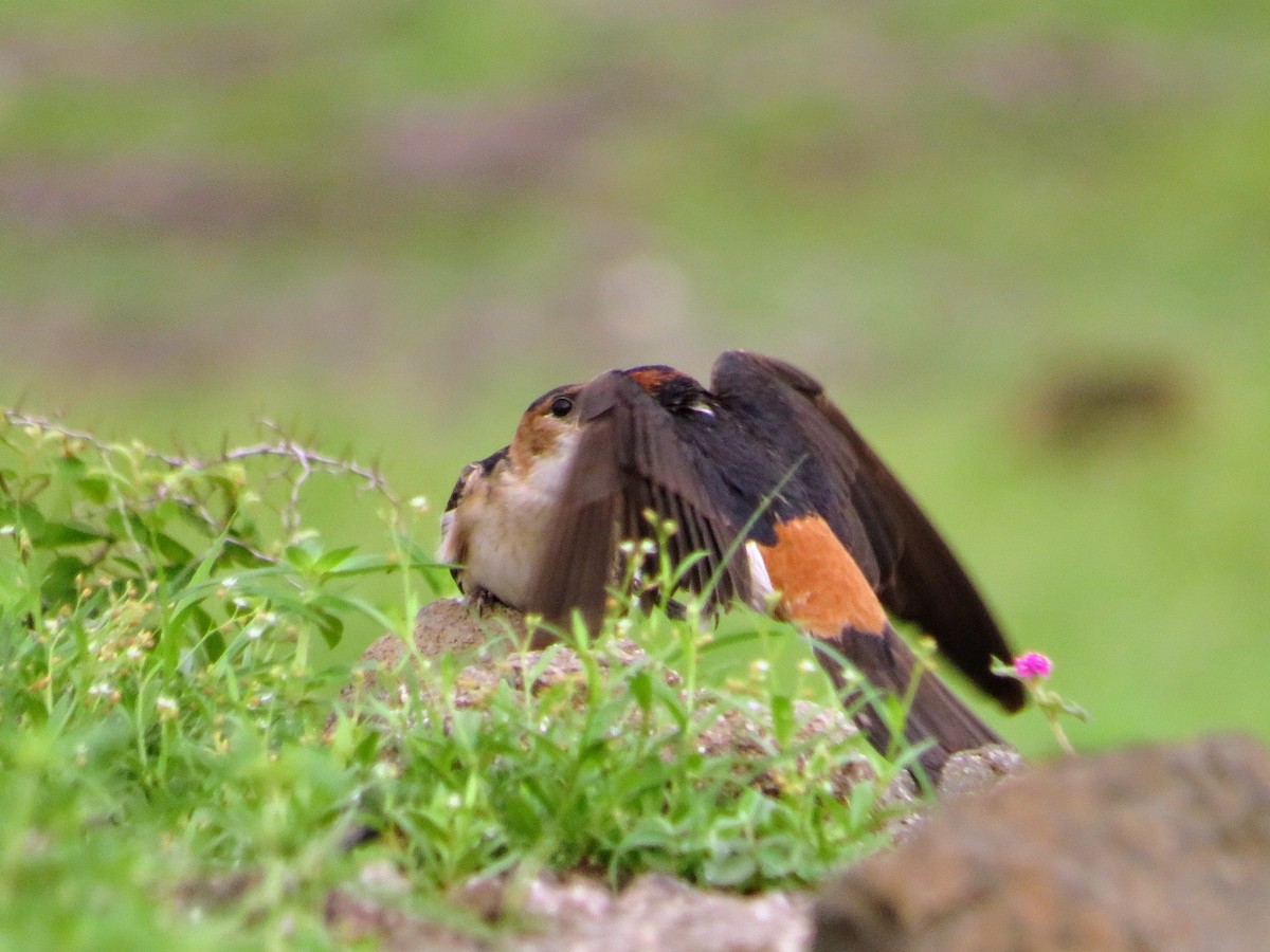 Red-rumped Swallow - ML622056049