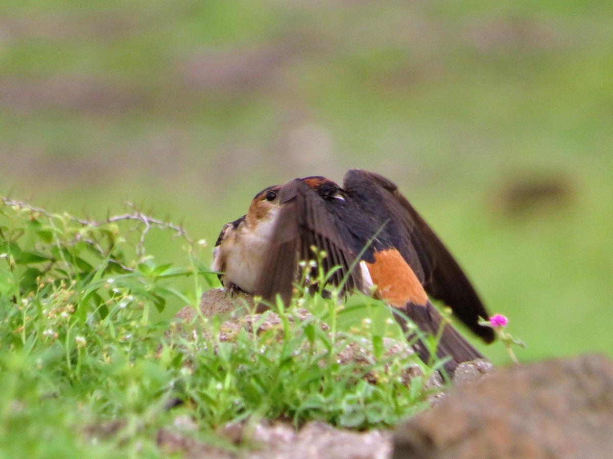 Red-rumped Swallow - Mahmadanesh Khira