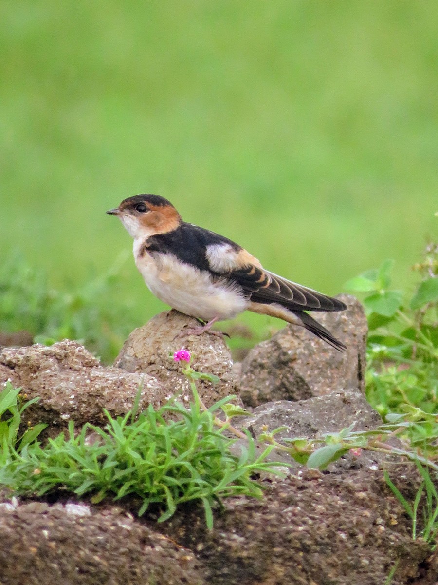 Red-rumped Swallow - ML622056050