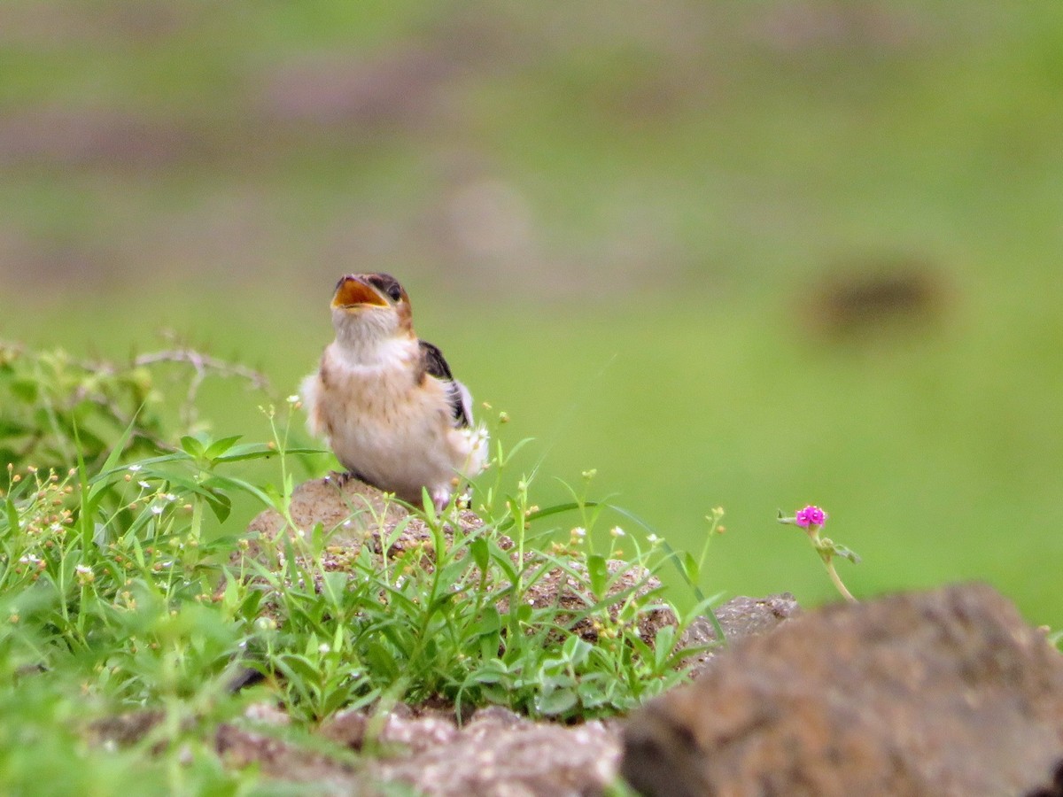 Red-rumped Swallow - ML622056051