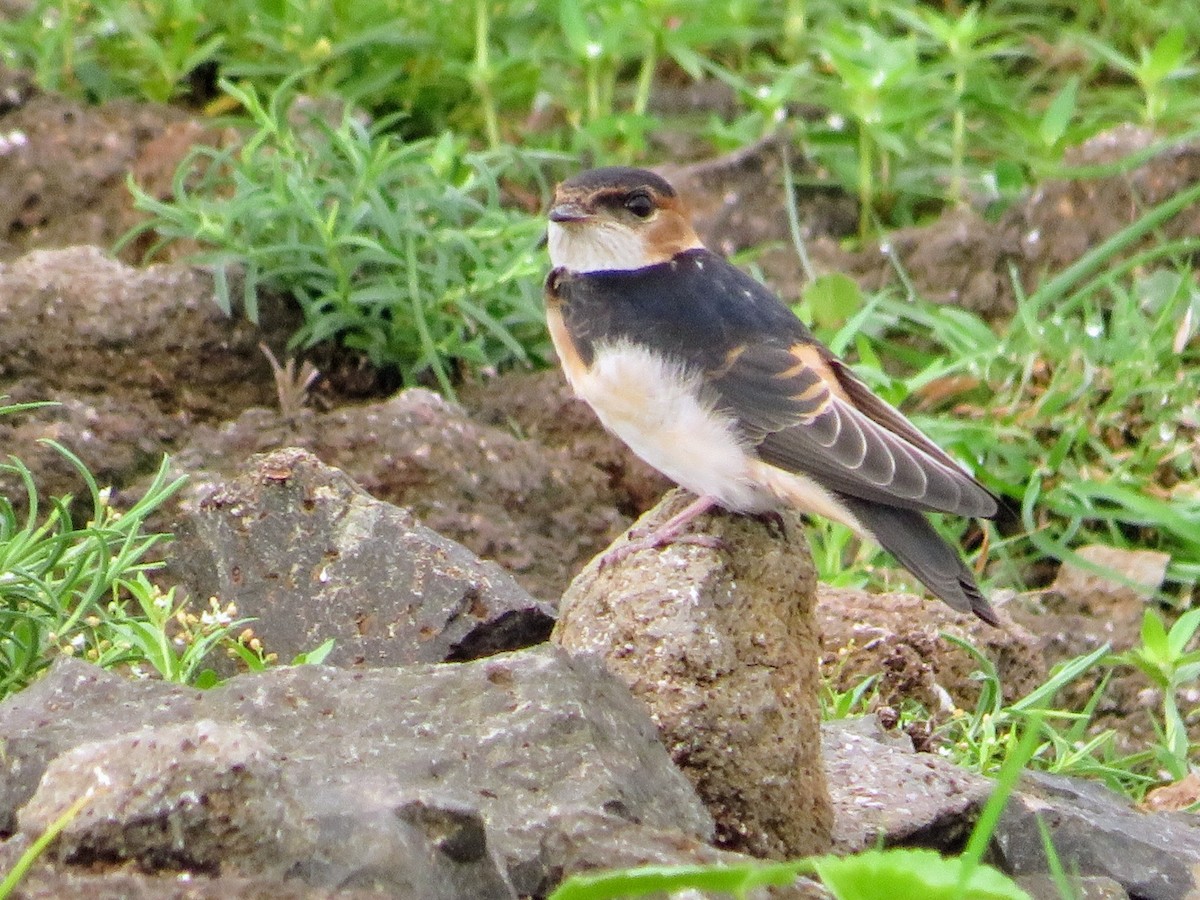 Red-rumped Swallow - Mahmadanesh Khira