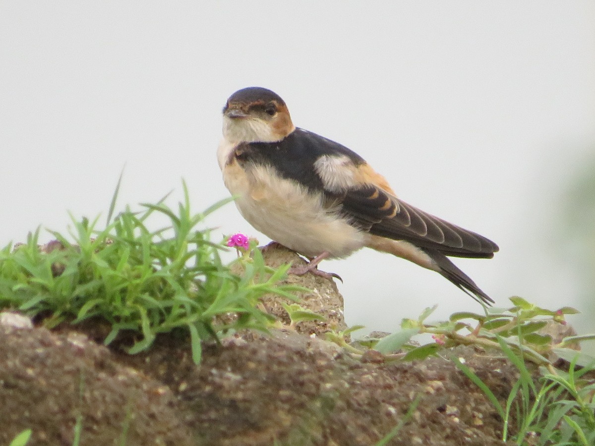 Red-rumped Swallow - ML622056053