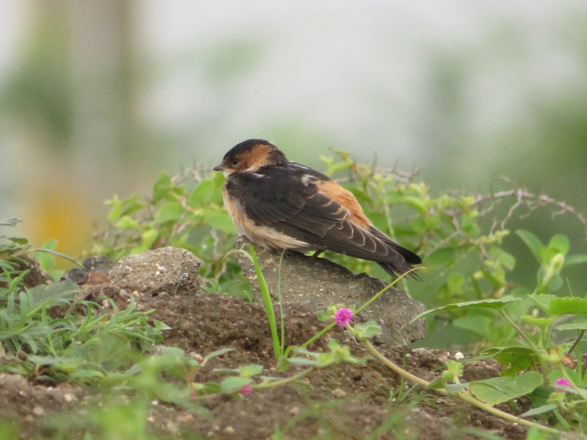 Red-rumped Swallow - ML622056054