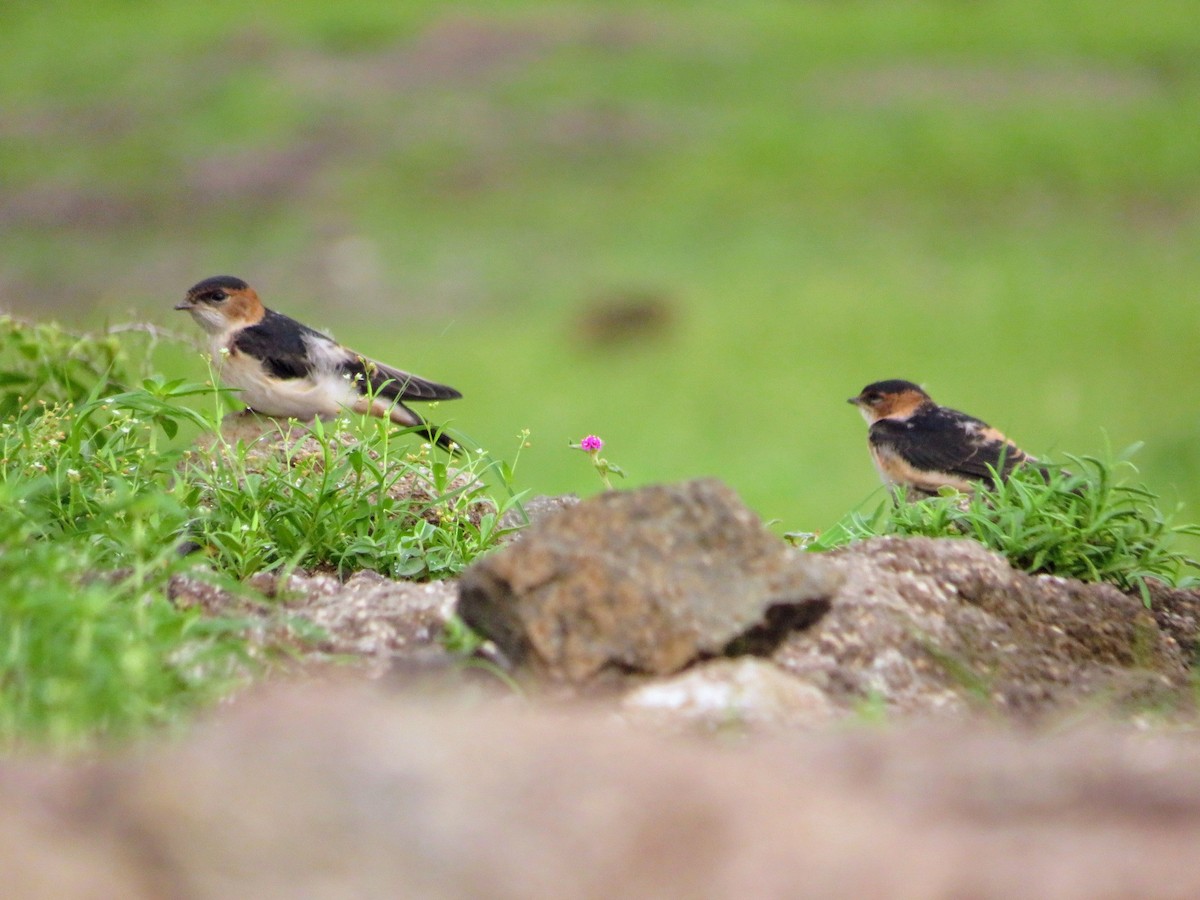 Red-rumped Swallow - ML622056055