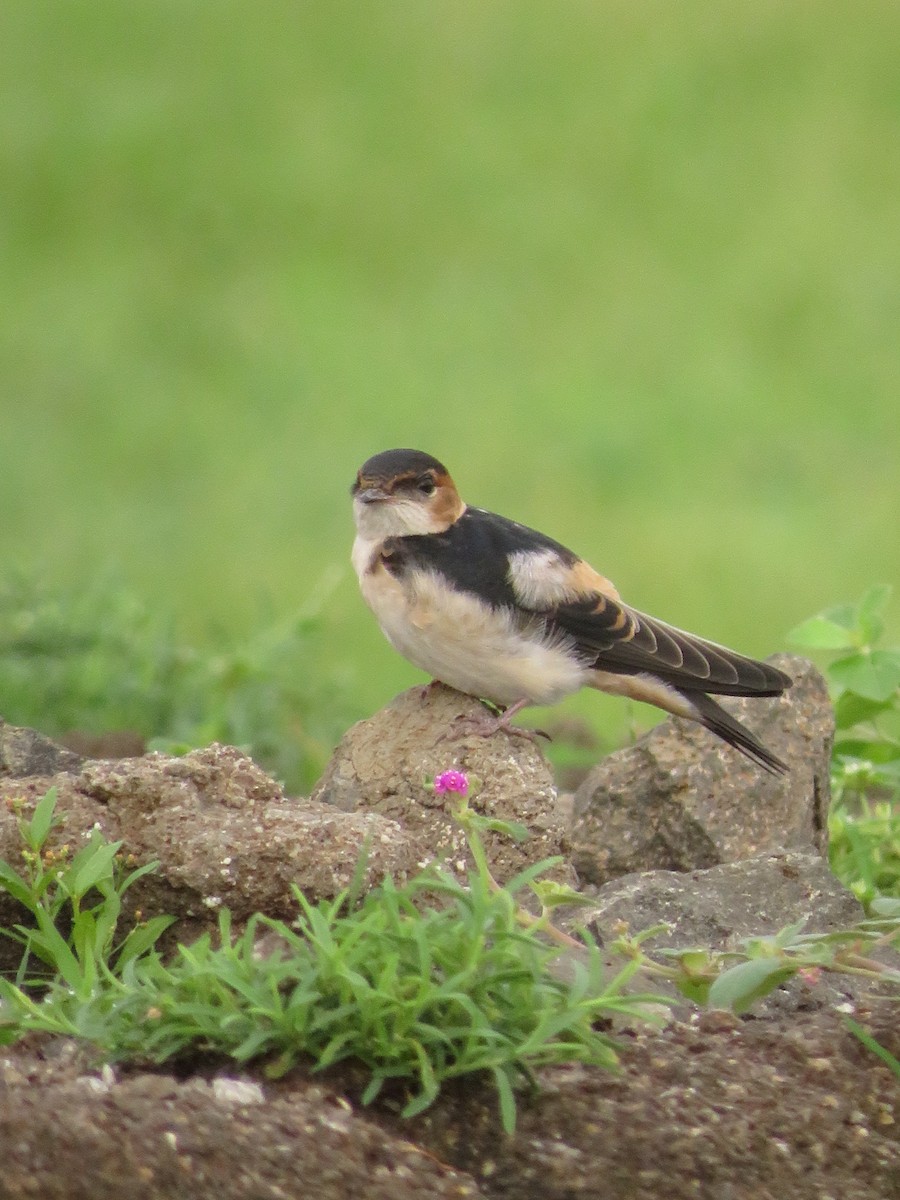 Red-rumped Swallow - ML622056056