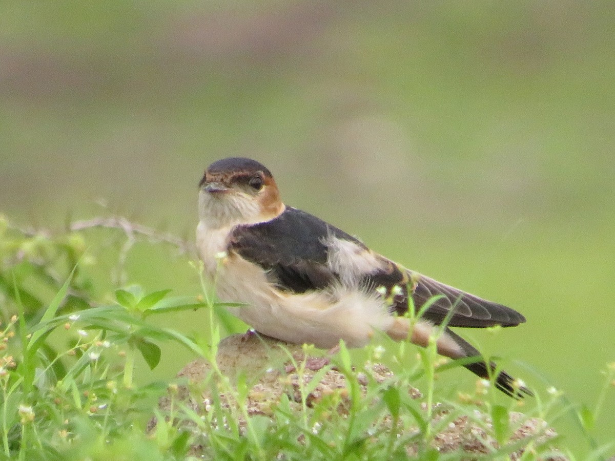 Red-rumped Swallow - ML622056057