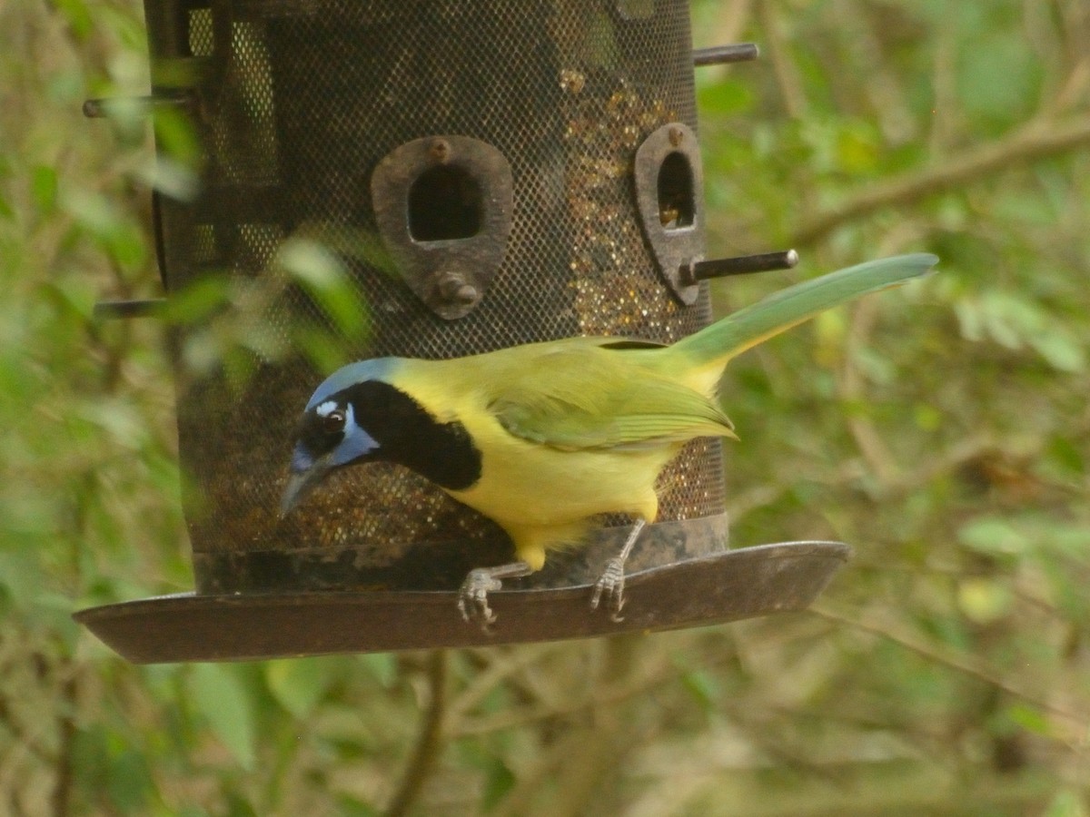 Green Jay - ML622056058