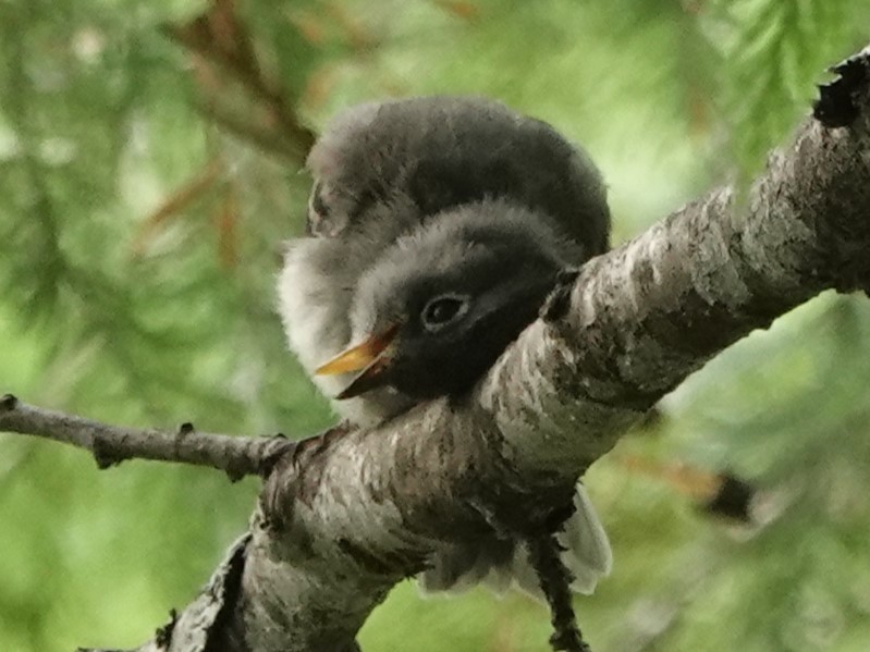 Hammond's Flycatcher - ML622056059