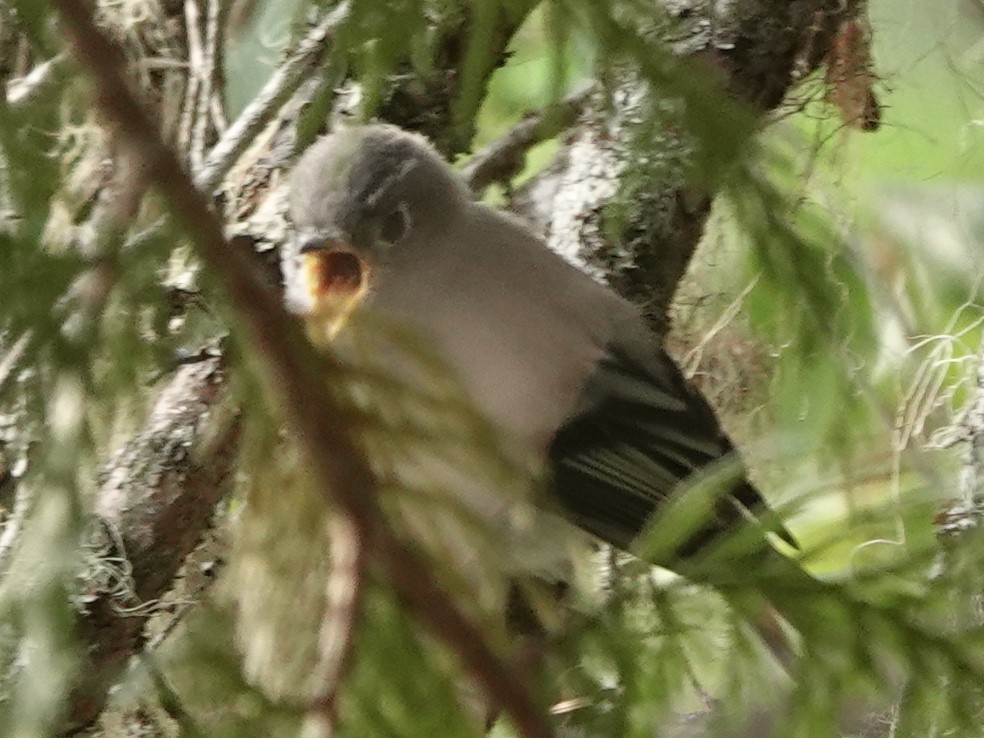 Hammond's Flycatcher - Mike Blancher