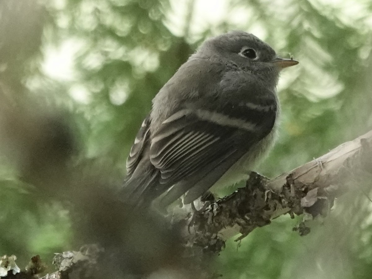 Hammond's Flycatcher - ML622056061