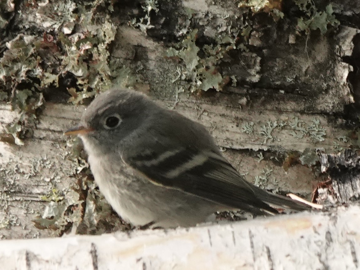 Hammond's Flycatcher - ML622056062