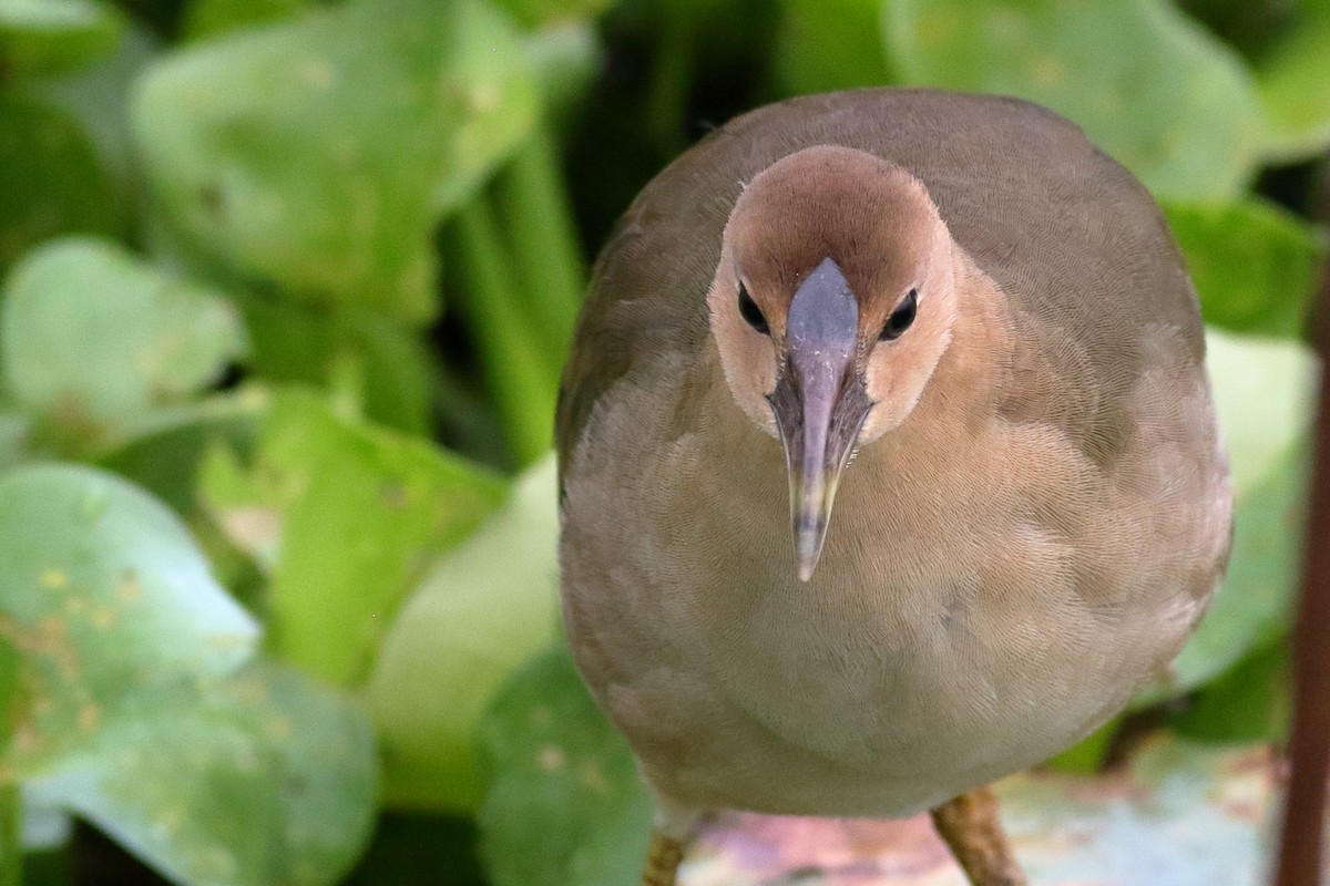 Purple Gallinule - ML622056063