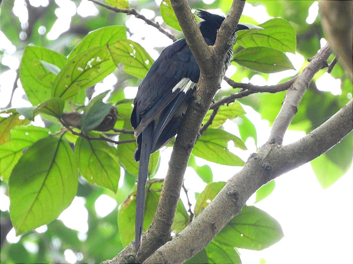 Levaillant's Cuckoo - ML622056064