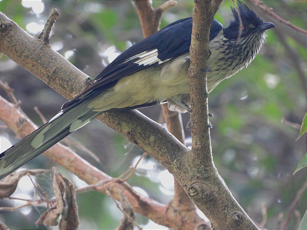 Levaillant's Cuckoo - ML622056065