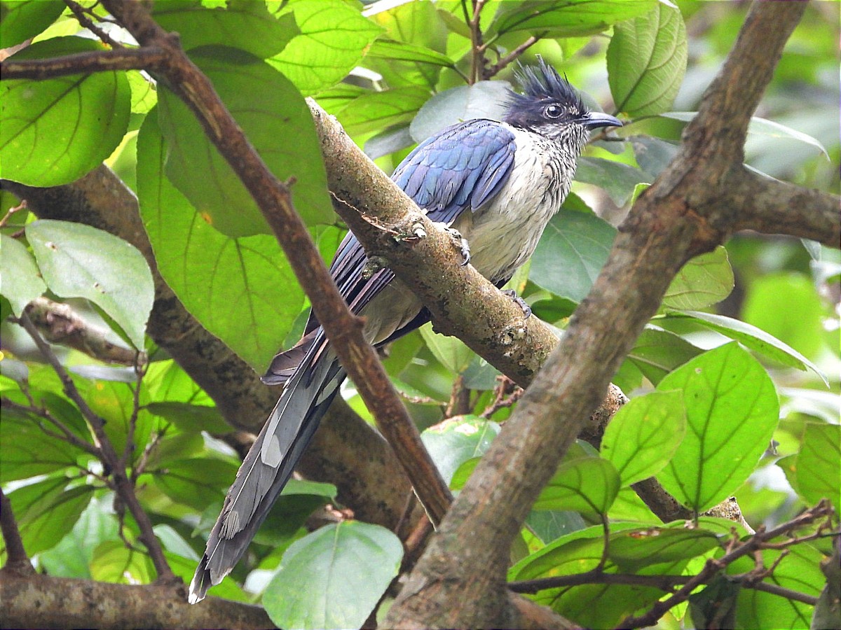 Levaillant's Cuckoo - ML622056066