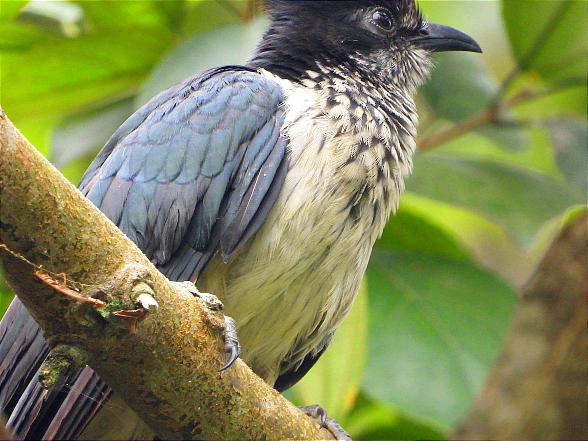 Levaillant's Cuckoo - ML622056067