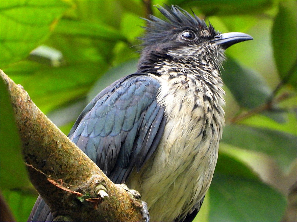 Levaillant's Cuckoo - ML622056068