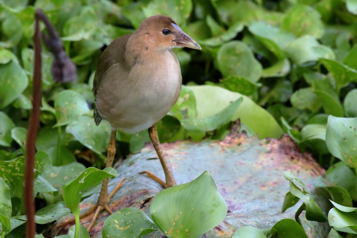 Purple Gallinule - ML622056072