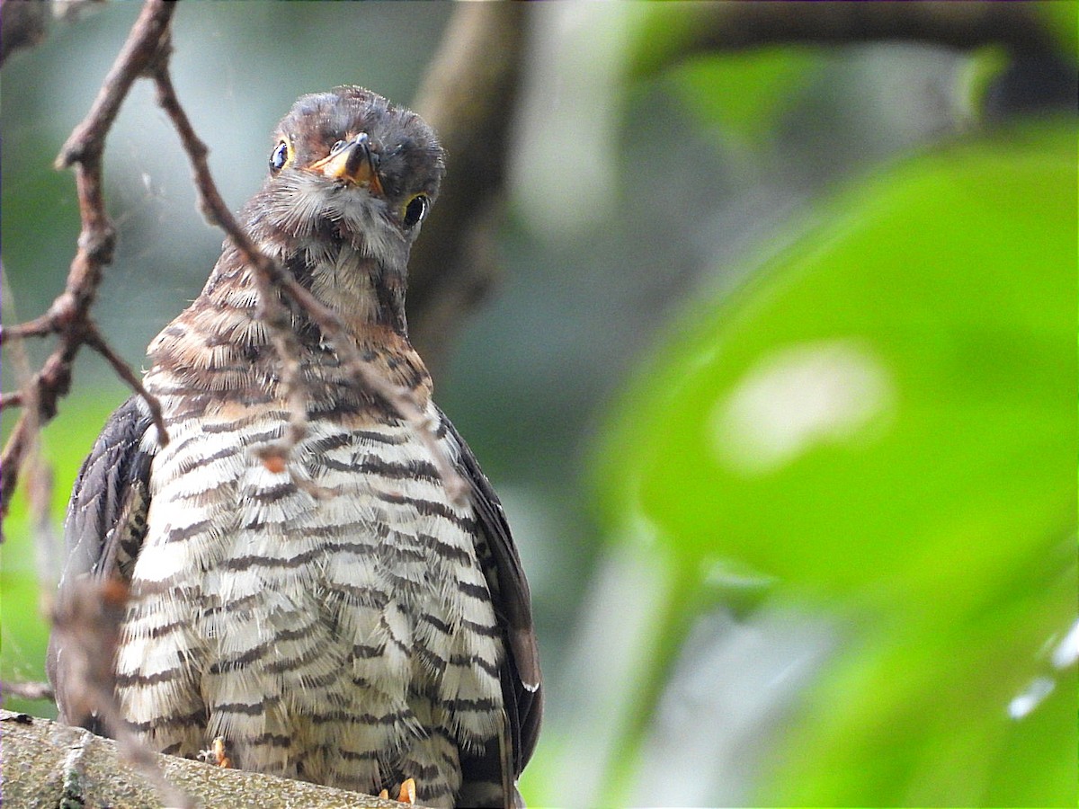 Red-chested Cuckoo - ML622056073