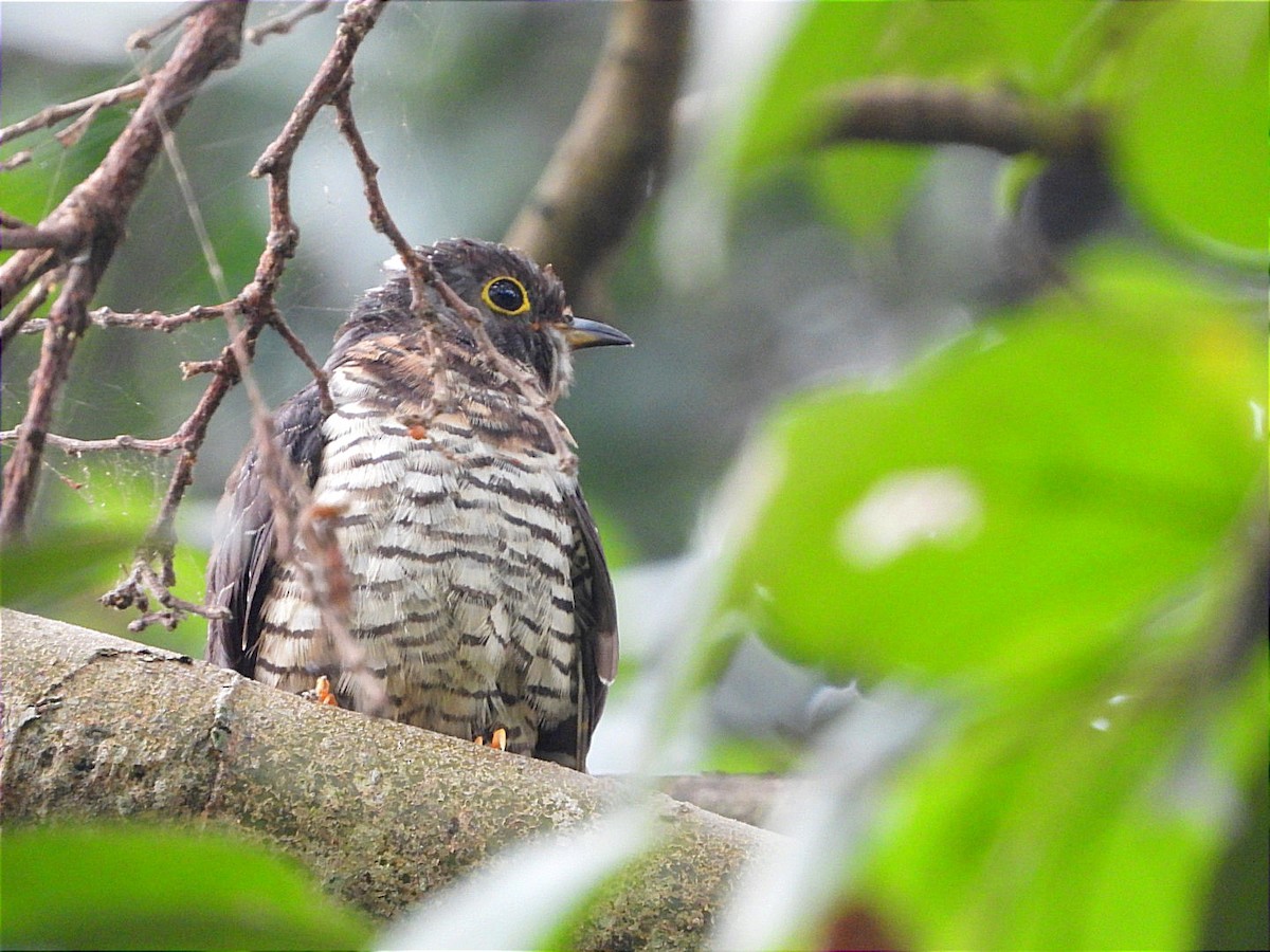 Red-chested Cuckoo - ML622056074