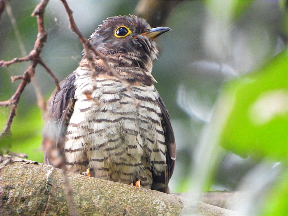 Red-chested Cuckoo - ML622056075