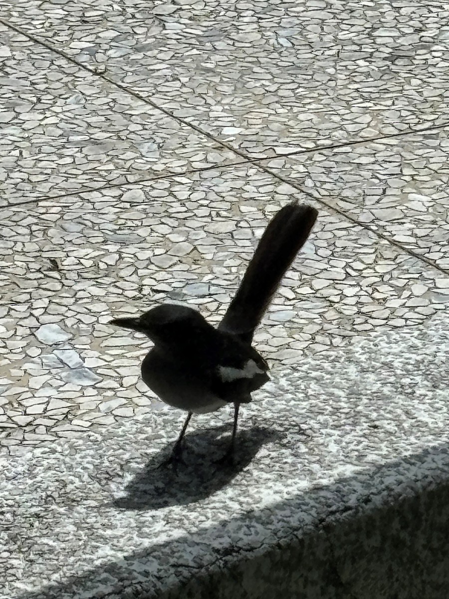 Oriental Magpie-Robin - ML622056076