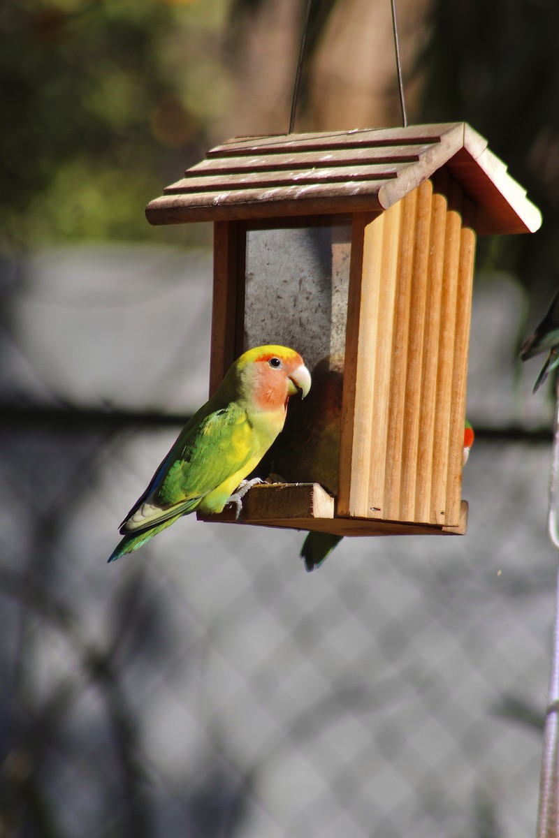 Rosy-faced Lovebird - ML622056078