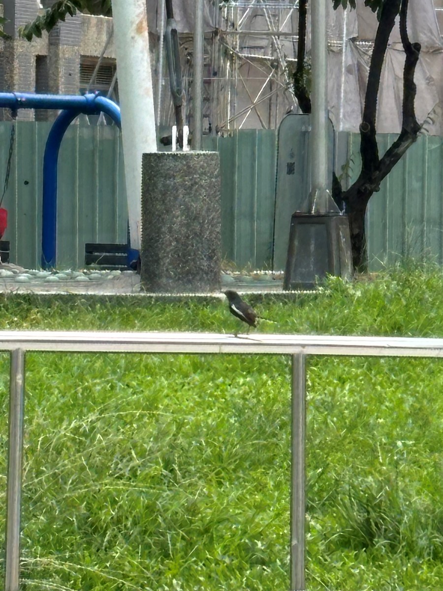 Oriental Magpie-Robin - ML622056080