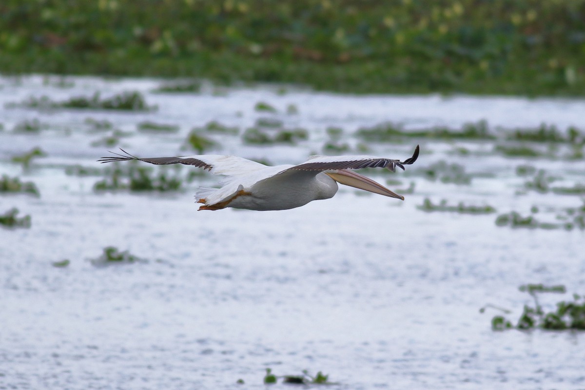 American White Pelican - ML622056084