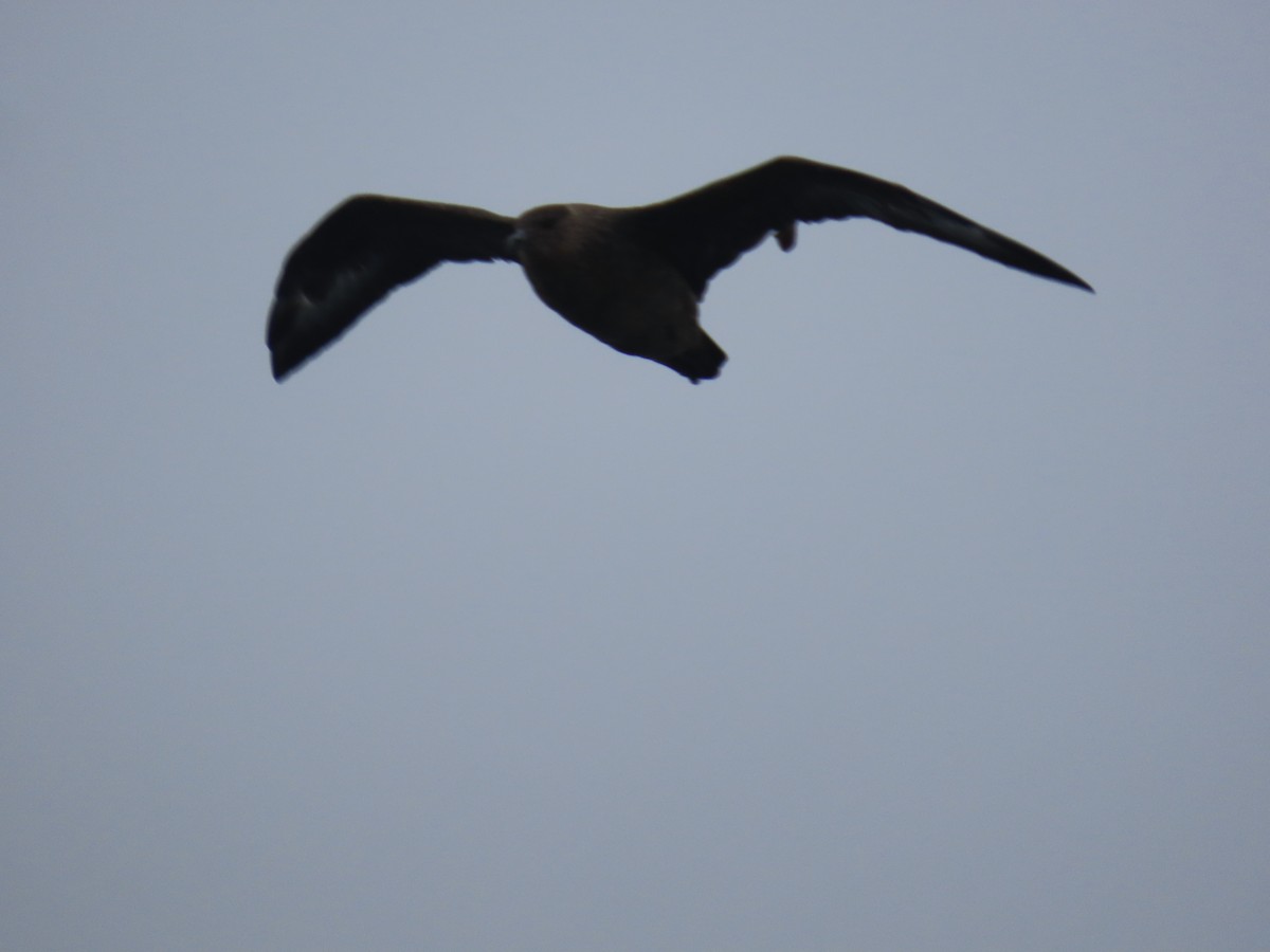 Chilean Skua - ML622056087