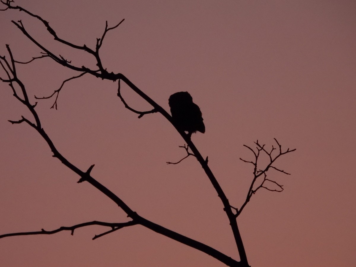 Western Screech-Owl - ML622056088