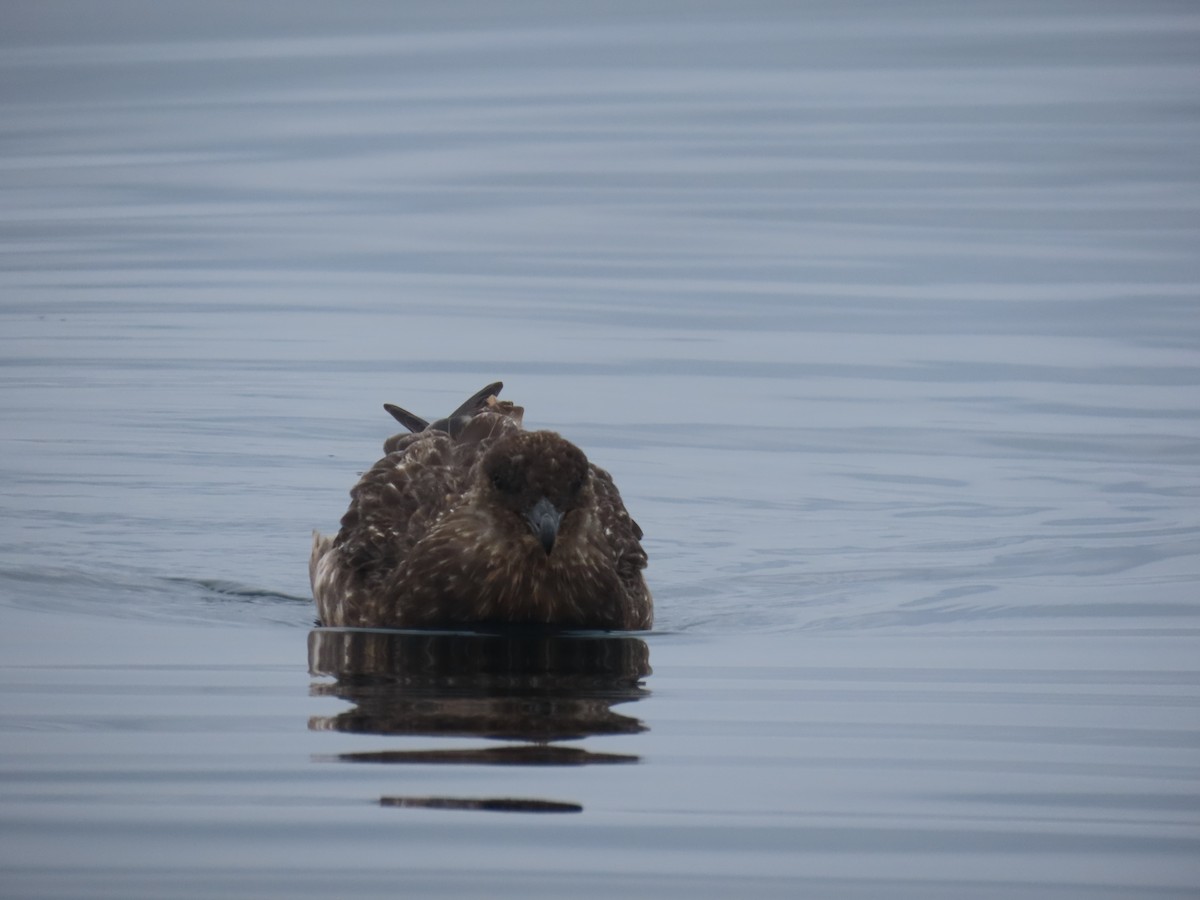 Chilean Skua - ML622056089