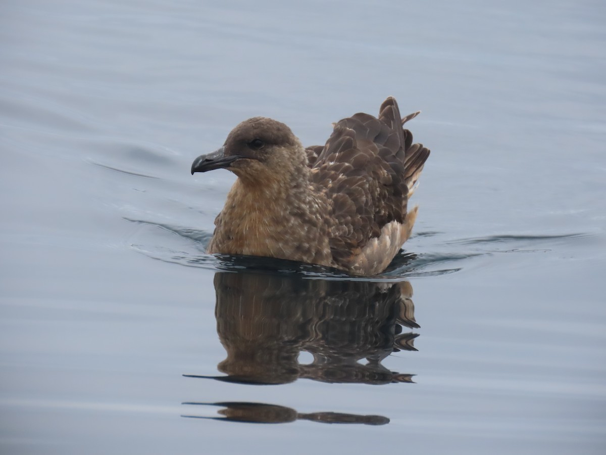 Chilean Skua - ML622056090